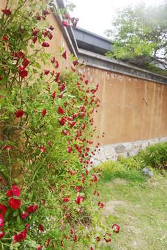 院墙外的蔷薇