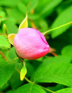 野玫瑰花