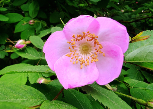 野玫瑰花