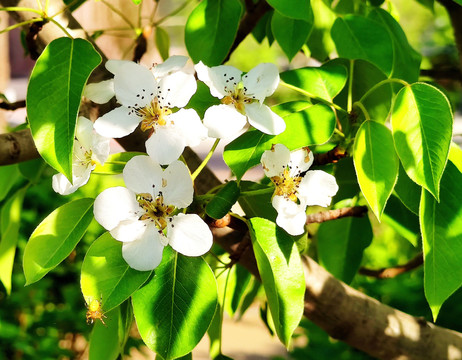 苹果花