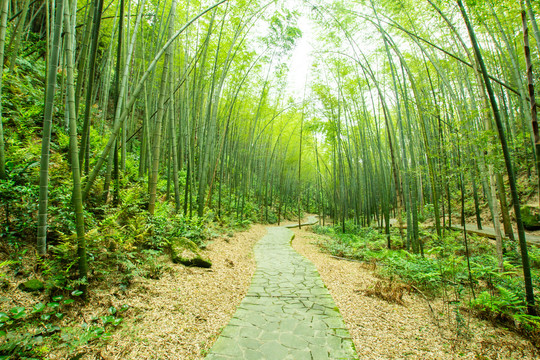 阳光竹林小道