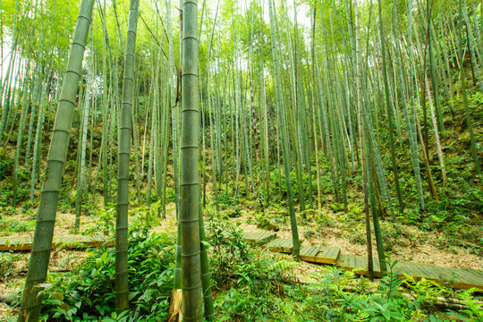 阳光竹林小道