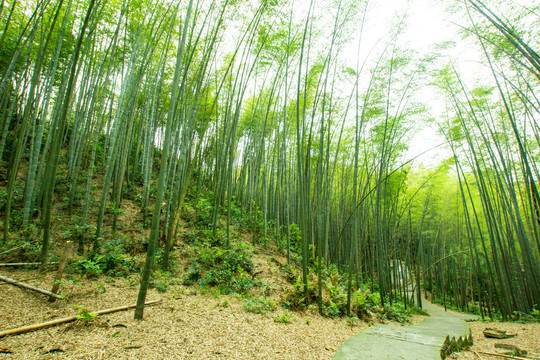 阳光竹林小道