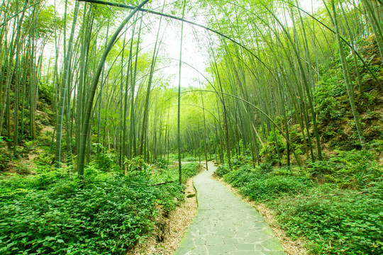 竹林步道