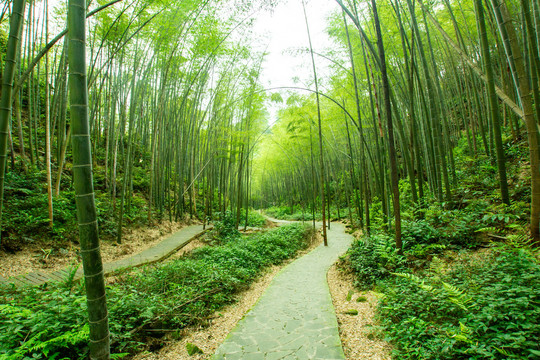 阳光竹林小道