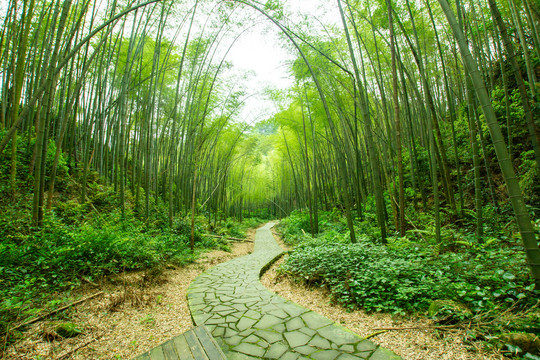 竹林步道