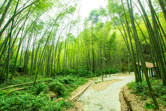 阳光竹林小道