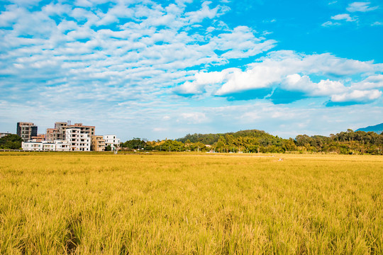 信宜十里风景