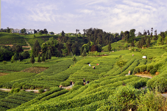 名山县骑龙茶场旅游