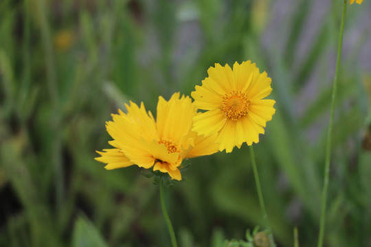 金鸡菊