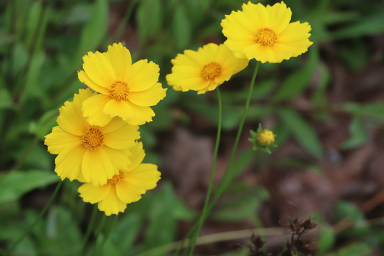 金鸡菊