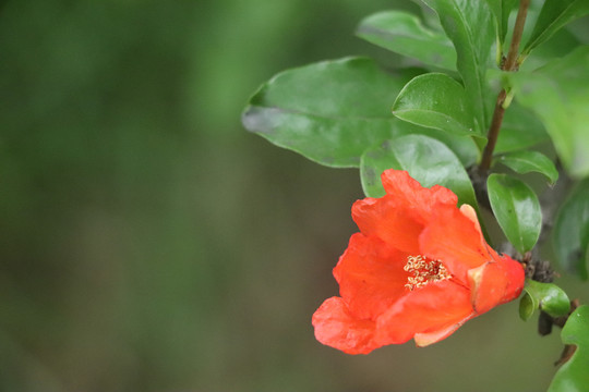 石榴花