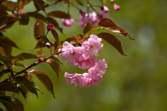 樱花