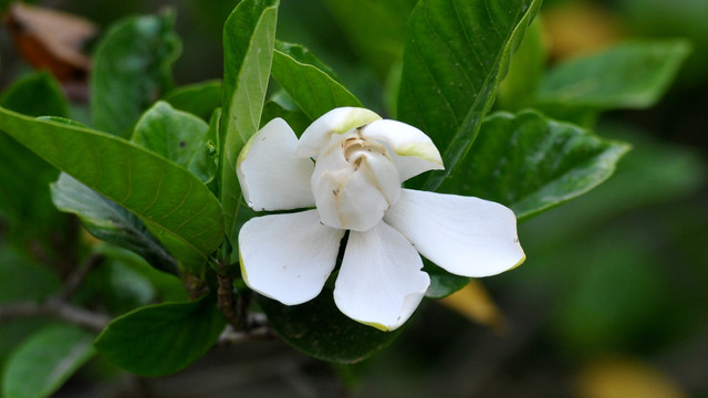 栀子花