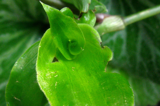 白花紫露草