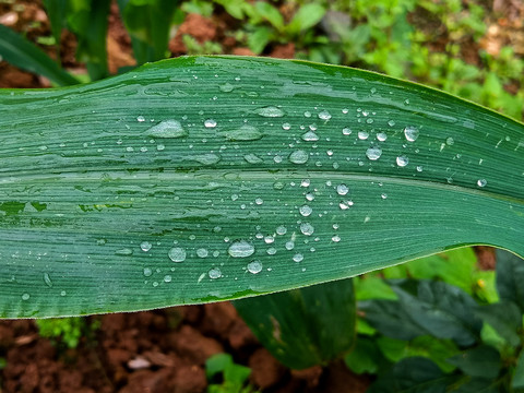 玉米叶上的露珠露水