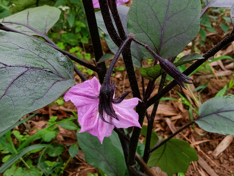 茄子花