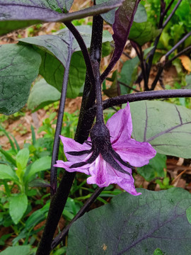 茄子花