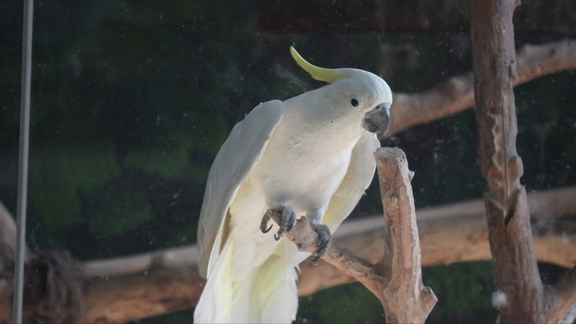 白色凤头鹦鹉大型鸟类保护动物