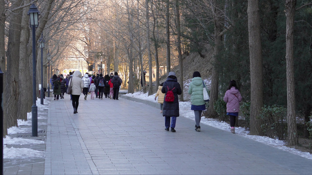 冬季圆明园游客小路林荫路