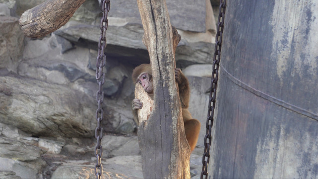动物园里的猴子赤猴猴山