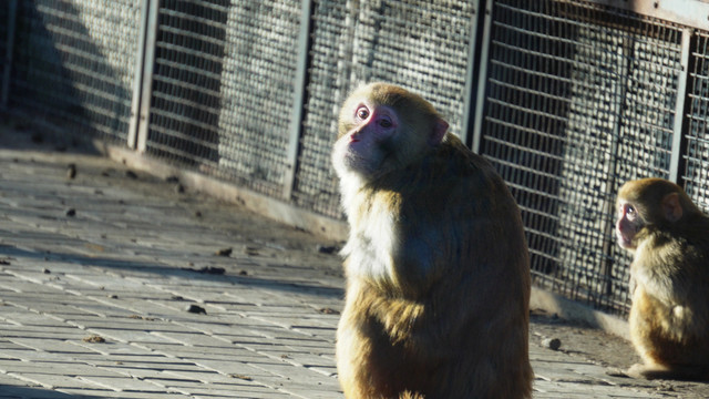 动物园里的猴子赤猴猴山