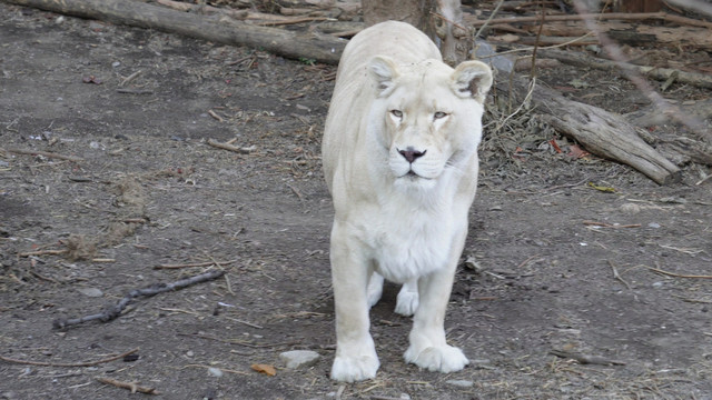 动物园里的母狮子白狮子散步