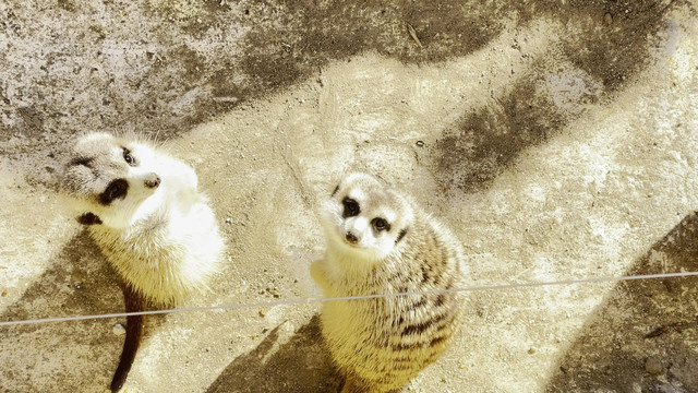 動物園里丁滿狐獴貓鼬