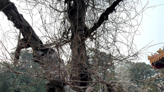 假山石故宫御花园造景园林