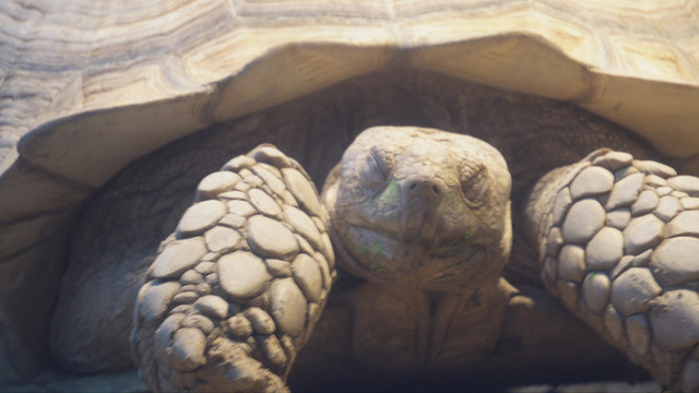 爬行动物象龟宠物龟长寿坚硬