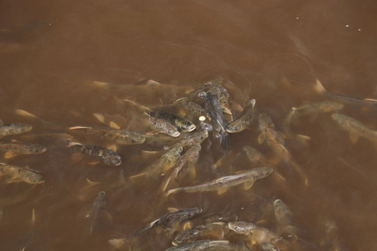 青海湖湟鱼洄游