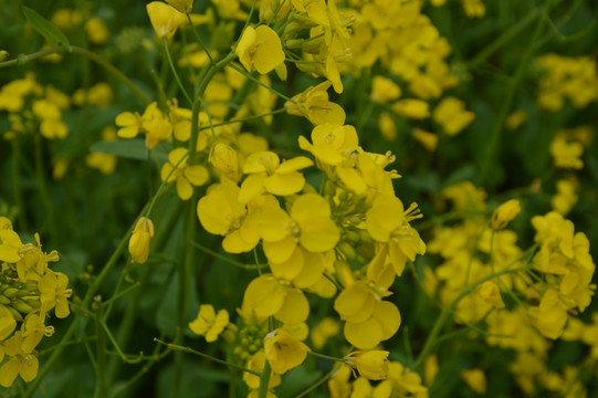 油菜花