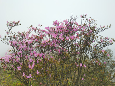 杜鹃花