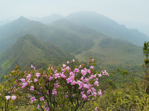 杜鹃花