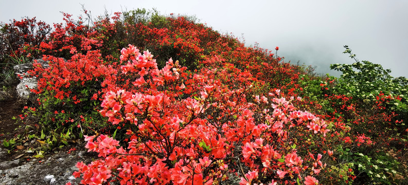 杜鹃花