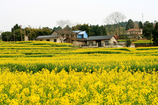 油菜花田