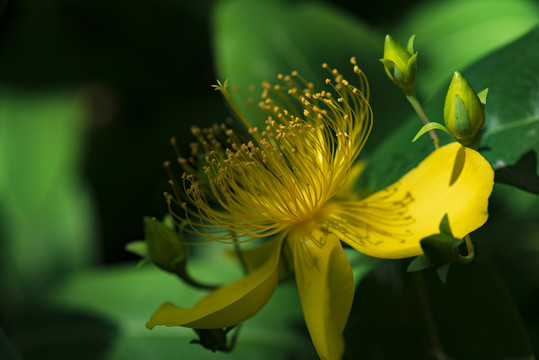 金丝桃花