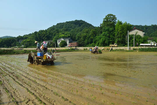 机械插秧