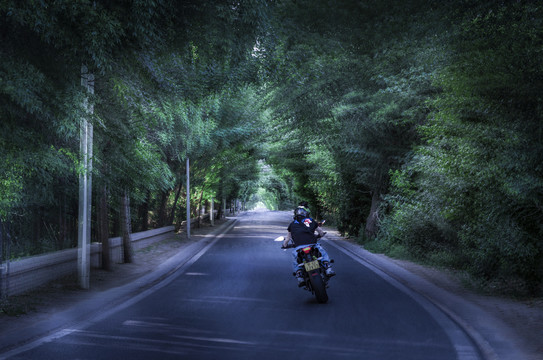 摩托车骑行林荫道