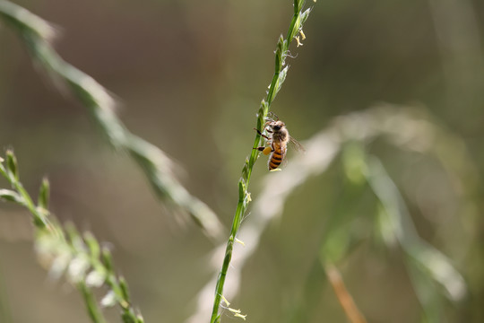 蜜蜂