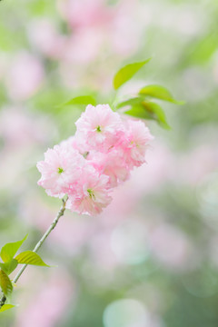 粉白色樱花梦幻背景