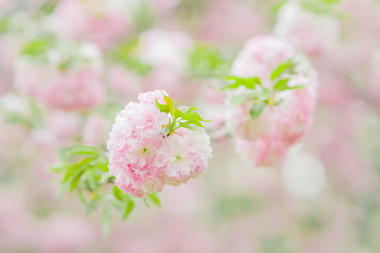 粉色樱花春天梦幻风景