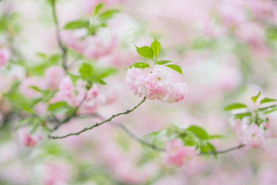 粉色樱花春天梦幻风景