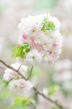 春天花朵粉白色樱花