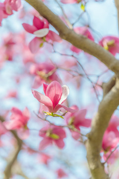 春天粉色玉兰花紫玉兰蓝天