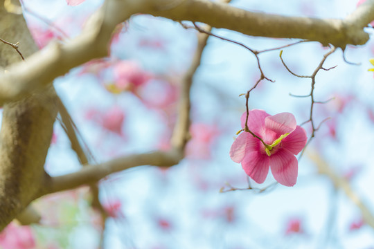 春天粉色玉兰花紫玉兰蓝天