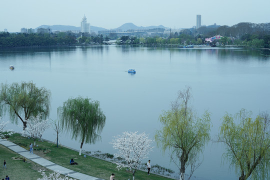 南京玄武湖春天岸边柳树