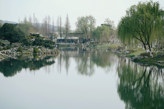 南京玄武湖春天岸边柳树