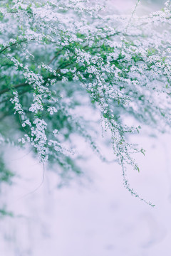 白色雪柳花喷雪花小白花