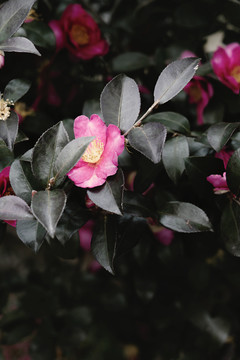 红色山茶花春天花朵盛放